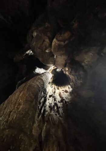 幹に穴があいた木は、本当に危ないのか？