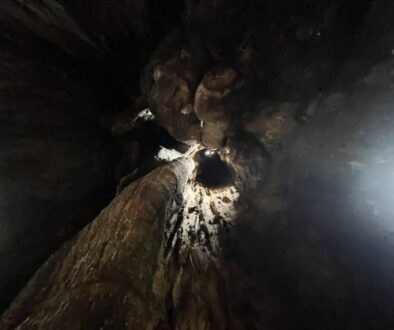 幹に穴があいた木は、本当に危ないのか？