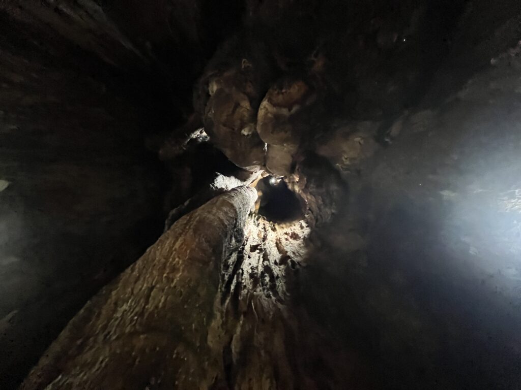 かなり大きなウロ