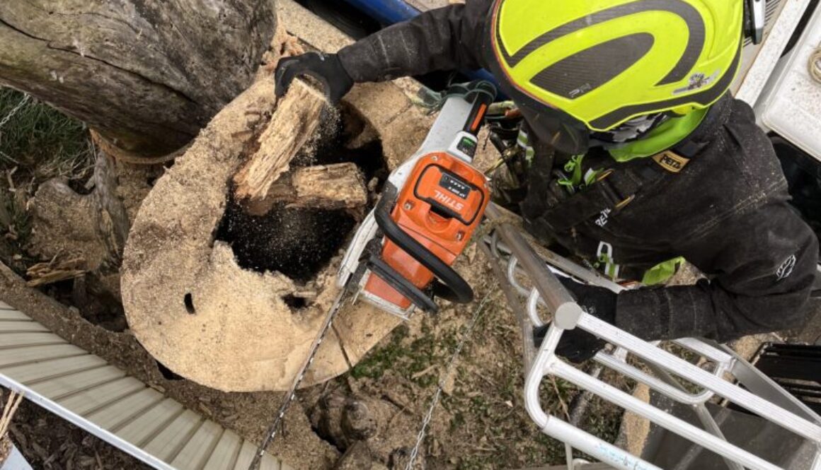 完全に枯れて空洞化している枯木