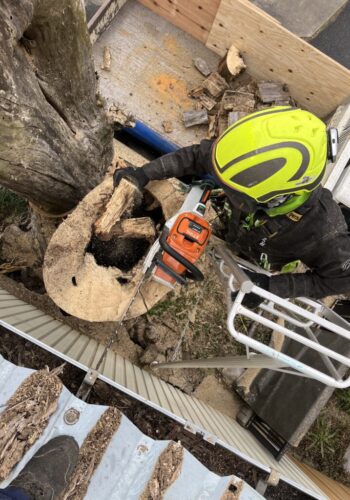 完全に枯れて空洞化している枯木