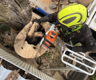 完全に枯れて空洞化している枯木