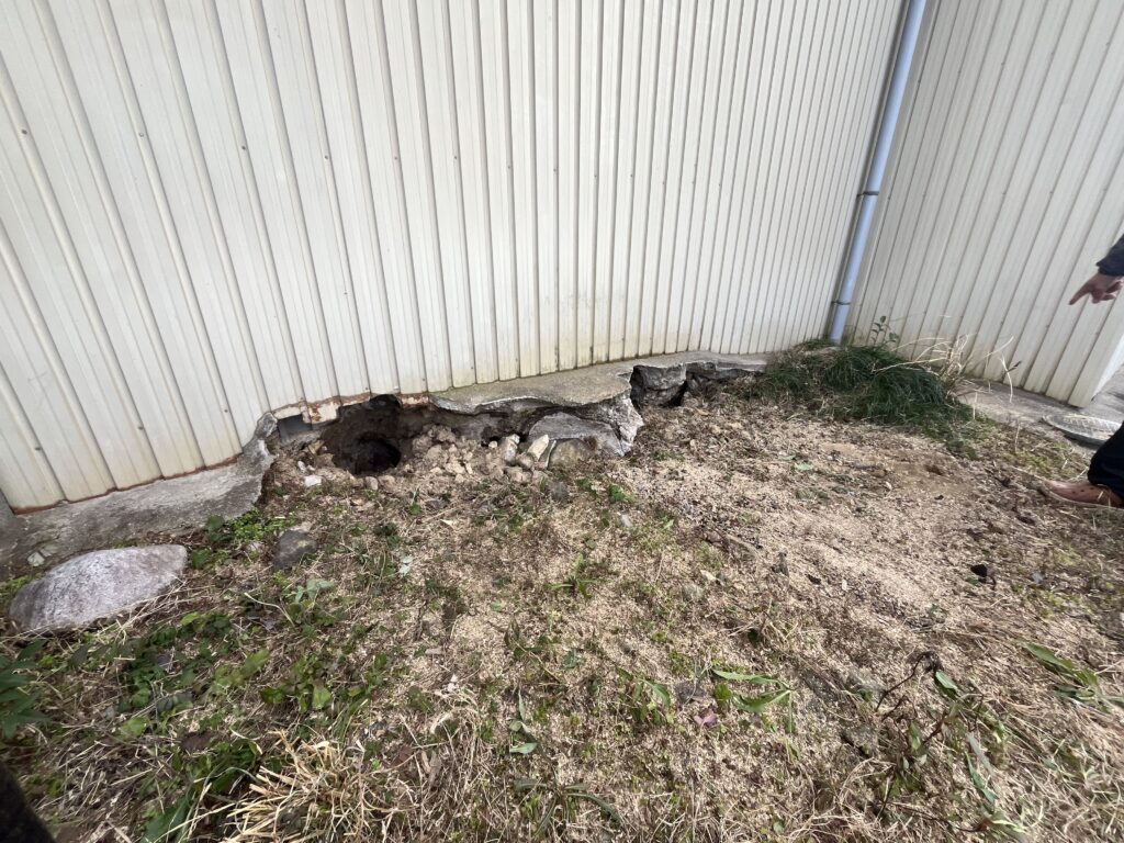 根っこも枯れて痩せていたので、抜根も人力で出来ました。