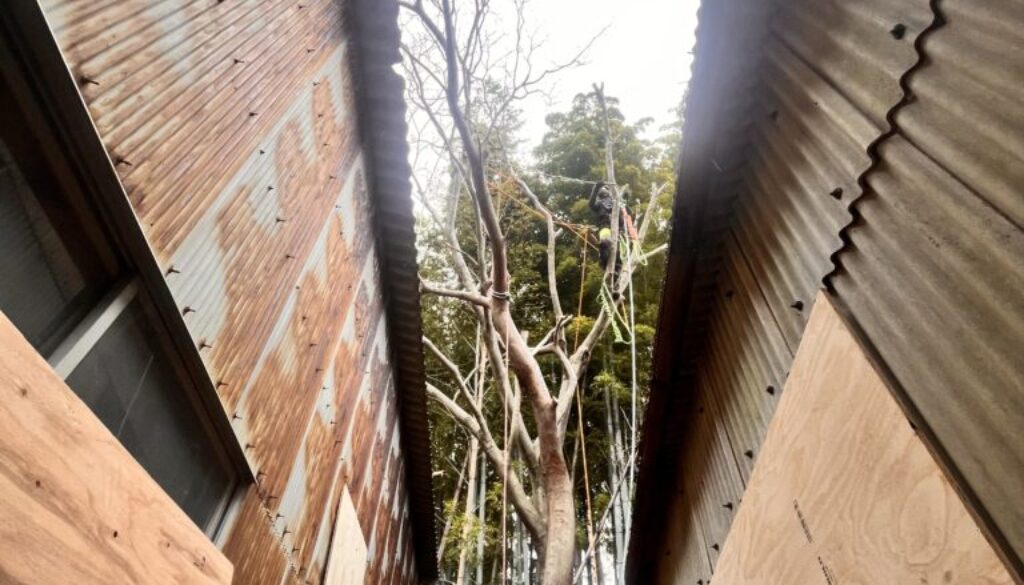 狭い場所の伐採もお任せください