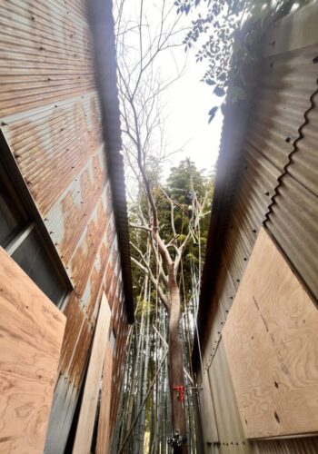 狭い場所の伐採もお任せください