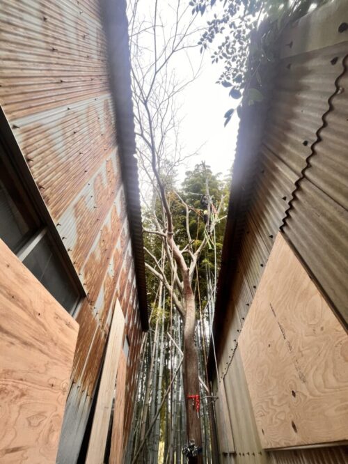 狭い場所の伐採もお任せください