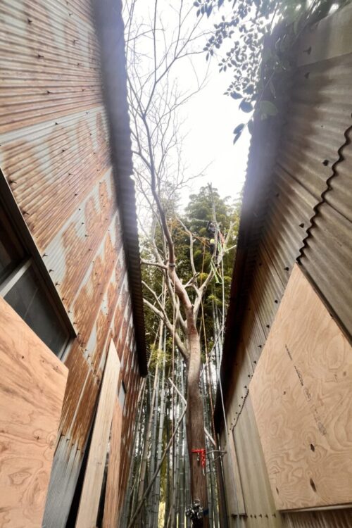 狭い場所の伐採もお任せください