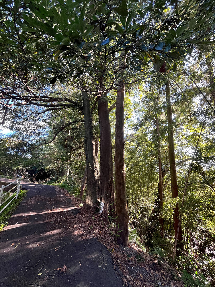 大径木の枝が家屋に越境しているため、倒木被害を考えて伐採してほしい