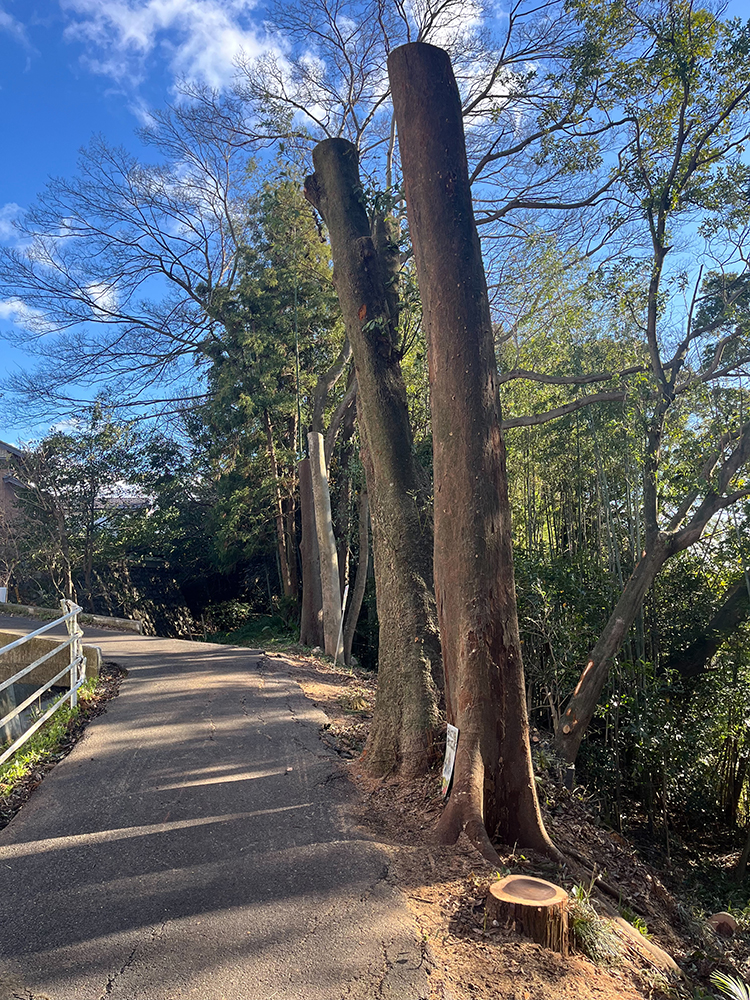 大径木の枝が家屋に越境しているため、倒木被害を考えて伐採してほしい