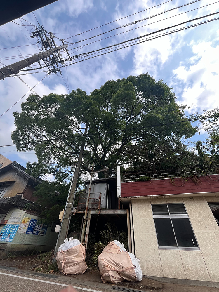 大きなクスノキが道路や隣の敷地に越境し電線にも絡んでいる