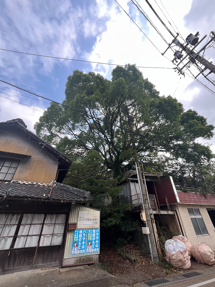 大きなクスノキが道路や隣の敷地に越境し電線にも絡んでいる