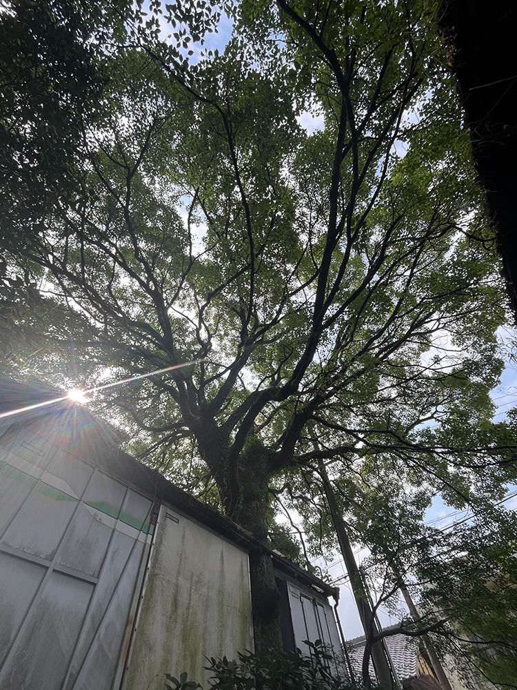 大きなクスノキが道路や隣の敷地に越境し電線にも絡んでいる