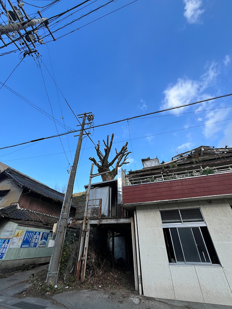 大きなクスノキが道路や隣の敷地に越境し電線にも絡んでいる