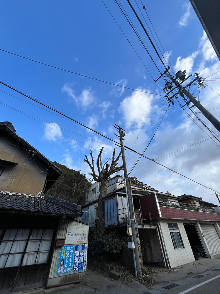 大きなクスノキが道路や隣の敷地に越境し電線にも絡んでいる