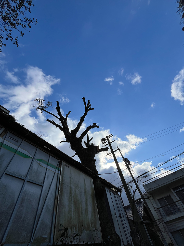 大きなクスノキが道路や隣の敷地に越境し電線にも絡んでいる