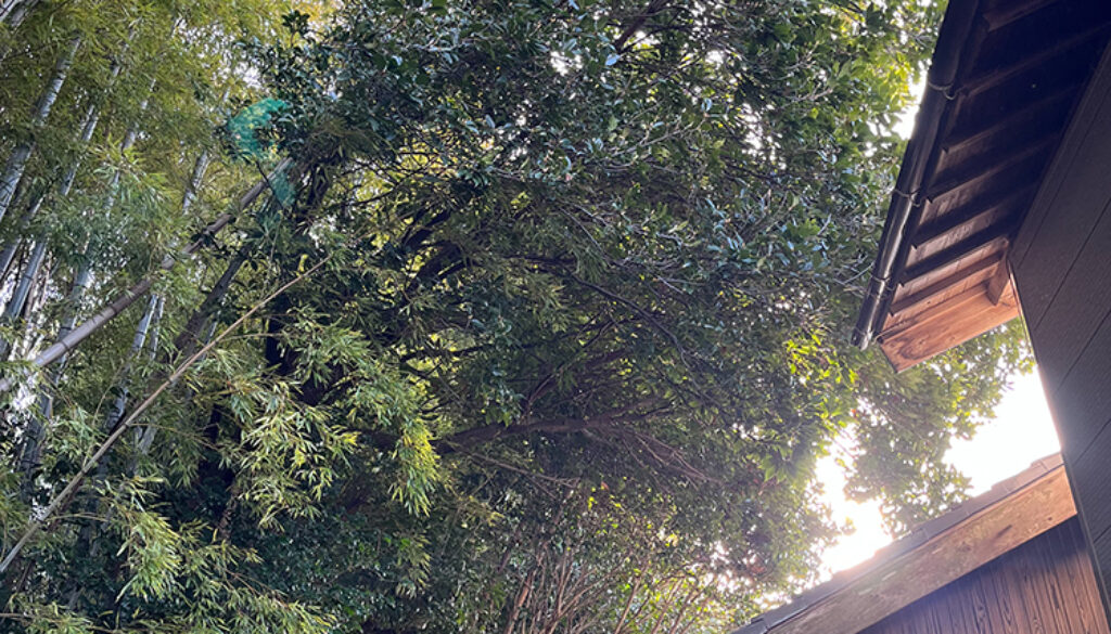 家屋に覆い被さる枝を除去してほしいが、竹林の侵食を防ぐ事も考えて切りすぎないように枝打ちをしてほしい