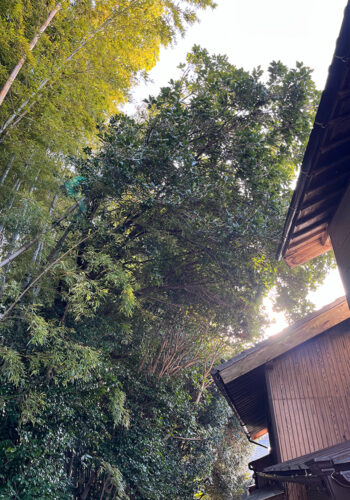 家屋に覆い被さる枝を除去してほしいが、竹林の侵食を防ぐ事も考えて切りすぎないように枝打ちをしてほしい