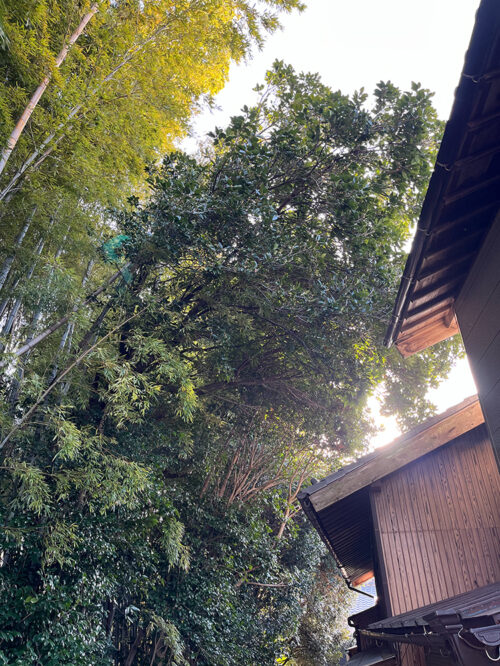 家屋に覆い被さる枝を除去してほしいが、竹林の侵食を防ぐ事も考えて切りすぎないように枝打ちをしてほしい