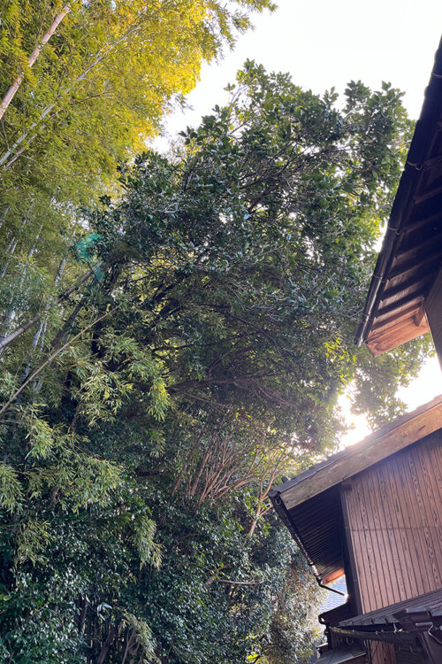 家屋に覆い被さる枝を除去してほしいが、竹林の侵食を防ぐ事も考えて切りすぎないように枝打ちをしてほしい