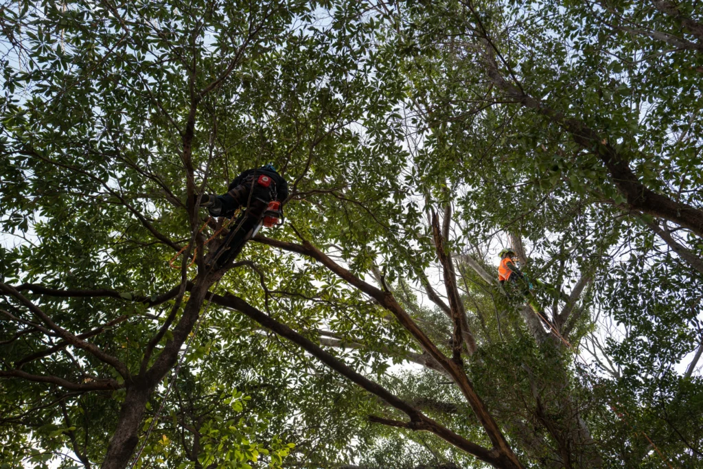 私たちはただ木を倒すだけでなく、その後の空の景色までを想像しながら作業を進めています。