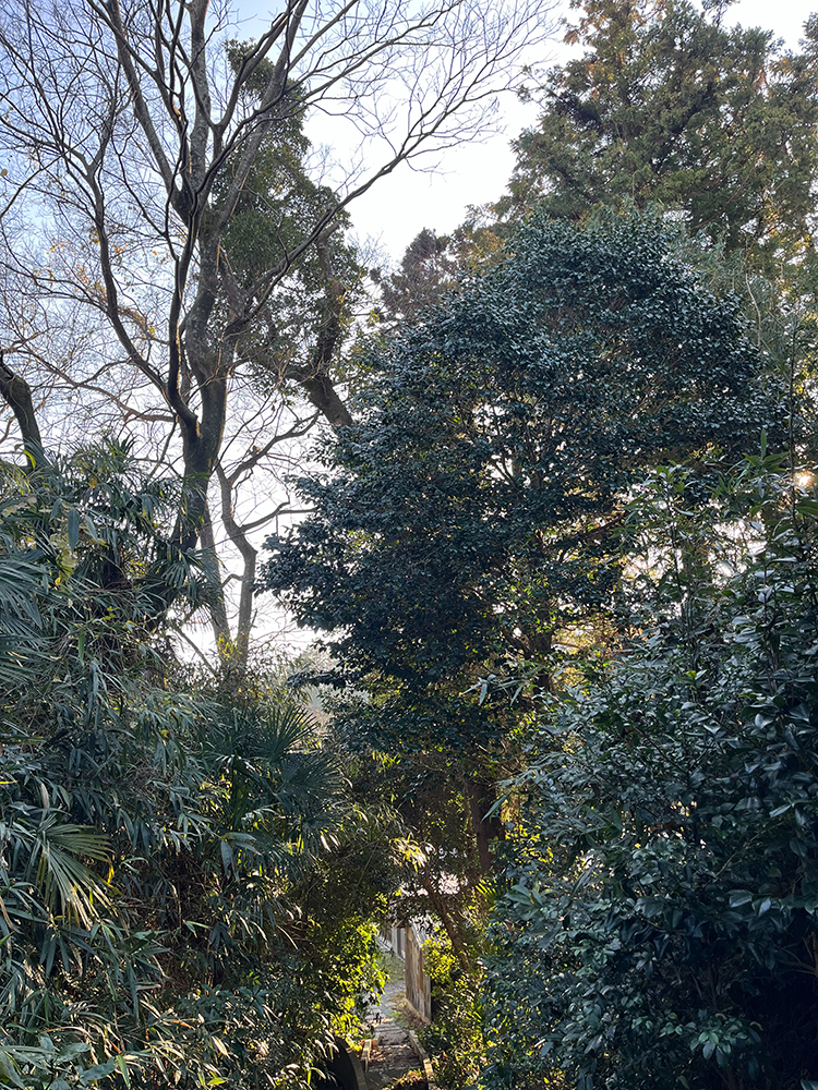 落下の危険がある枯れ枝を伐採して欲しい。