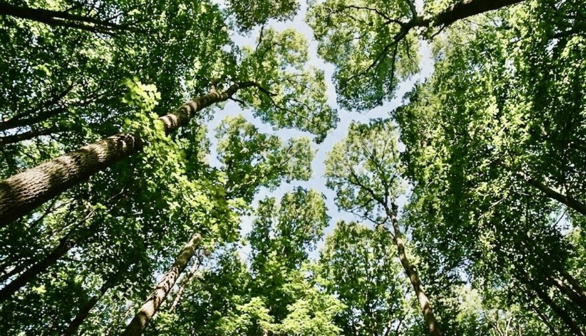 木の芸術クラウンシャイネス