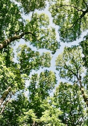 木の芸術クラウンシャイネス