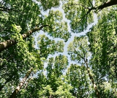 木の芸術クラウンシャイネス