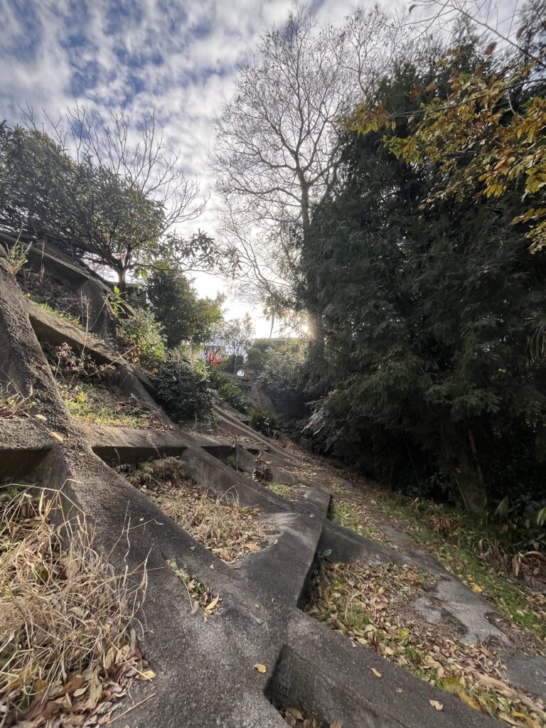 大きなエノキを、どこに倒しても隣地にはみ出してしまうので、どうやって切るか困っていた。