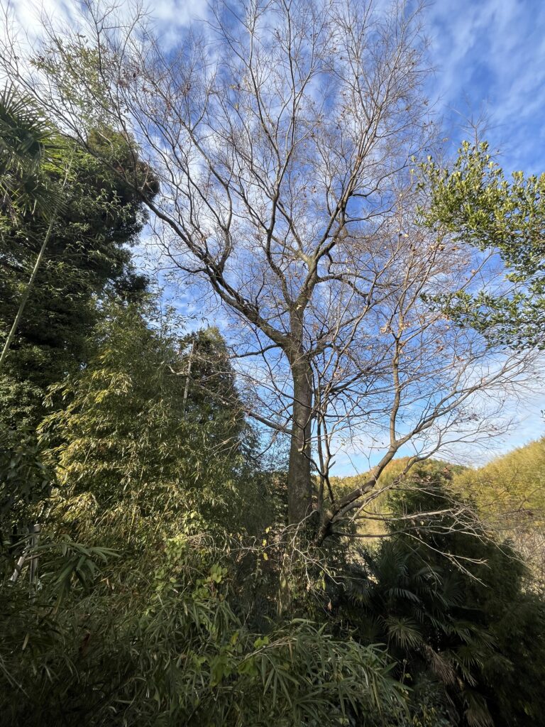 大きなエノキを、どこに倒しても隣地にはみ出してしまうので、どうやって切るか困っていた。