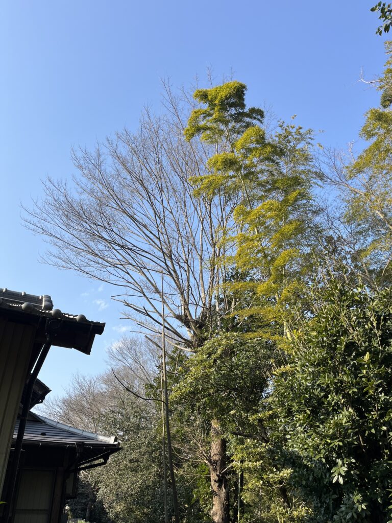 家屋の裏に生えている大きなケヤキとカシが覆い被さっていて怖くて相談した。