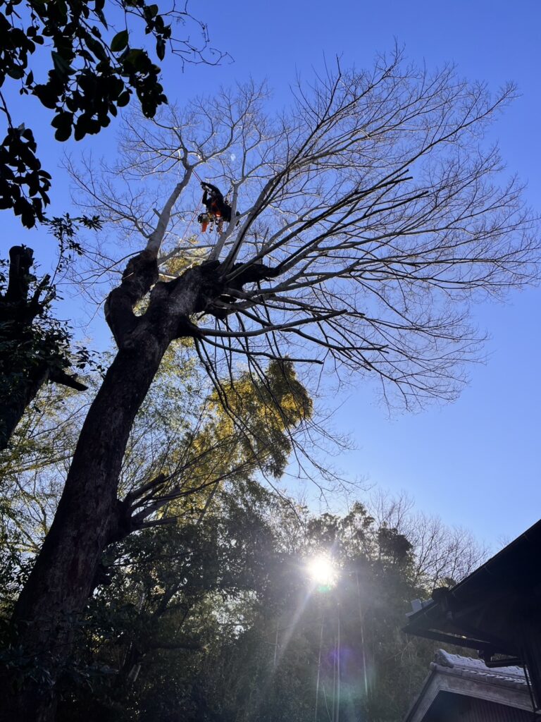 ロープとブロック（滑車）とポータラップ（制動装置）を使用して安全に枝下ろし