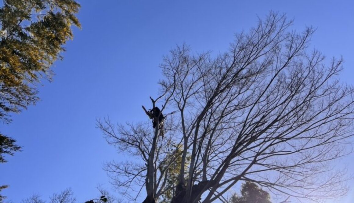 IMG_1661