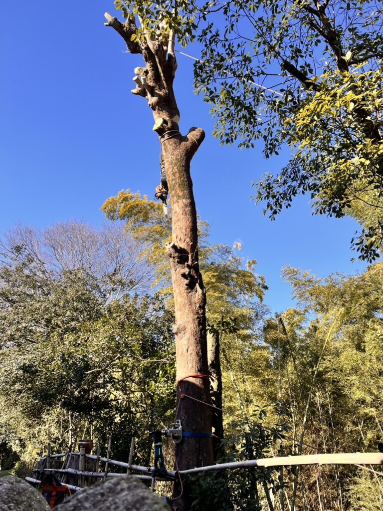 屋根の高さまで幹を切り詰めました。
