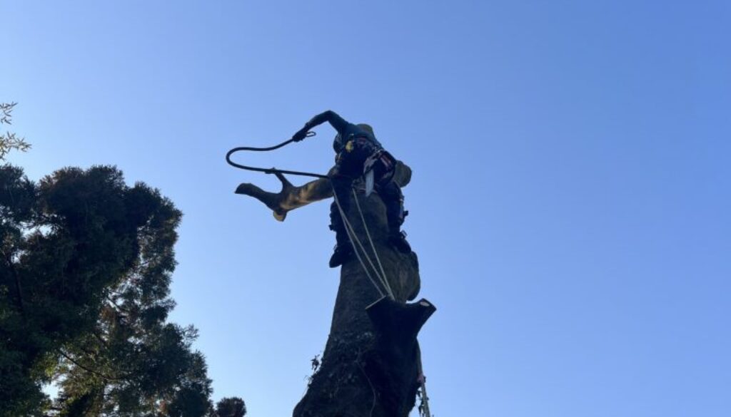 どこに倒しても隣地にはみ出してしまう