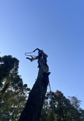 どこに倒しても隣地にはみ出してしまう