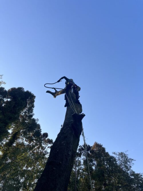 どこに倒しても隣地にはみ出してしまう