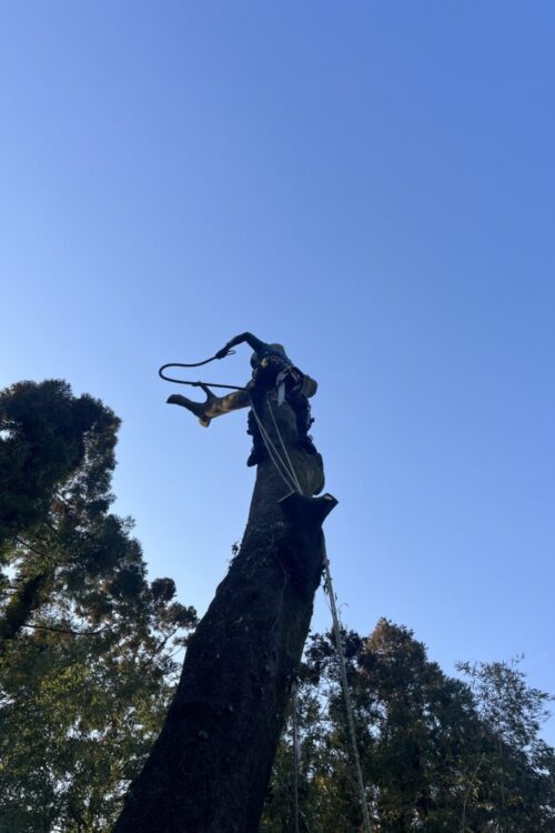 どこに倒しても隣地にはみ出してしまう