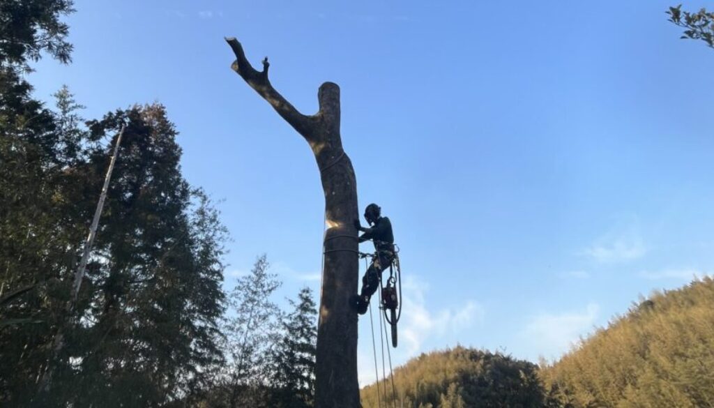 断幹作業
