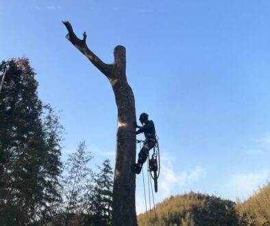 断幹作業