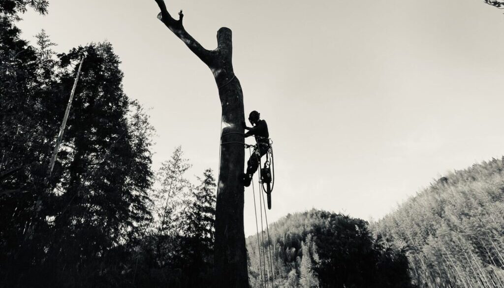 避けるべき危険な伐採業者