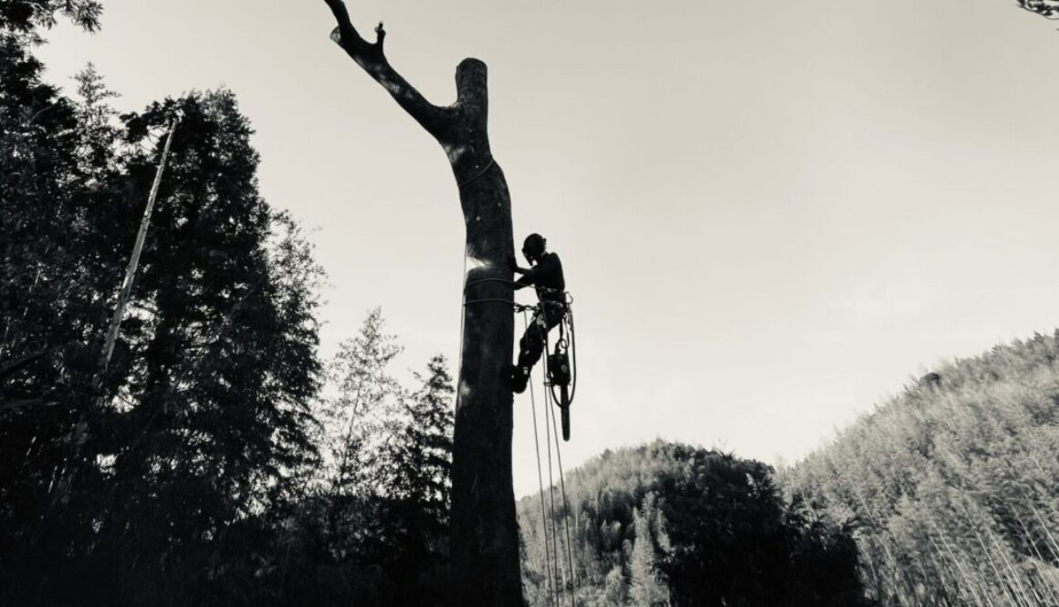 避けるべき危険な伐採業者