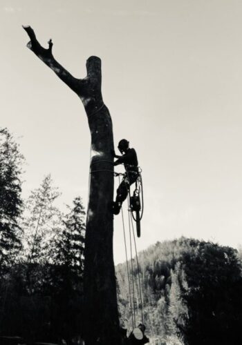 避けるべき危険な伐採業者