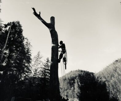 避けるべき危険な伐採業者