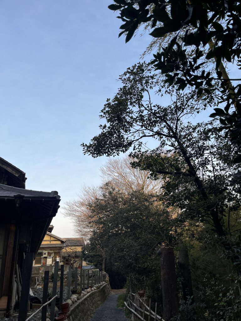 屋根の高さまで幹を切り詰めました。