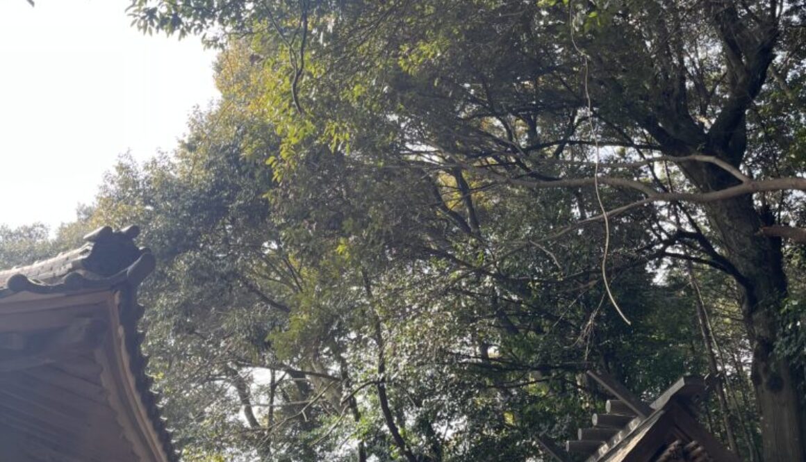本殿、拝殿に被る枝の除去