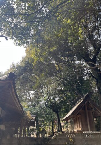 本殿、拝殿に被る枝の除去