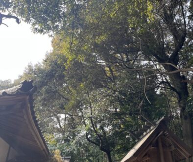 本殿、拝殿に被る枝の除去