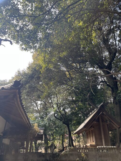 本殿、拝殿に被る枝の除去