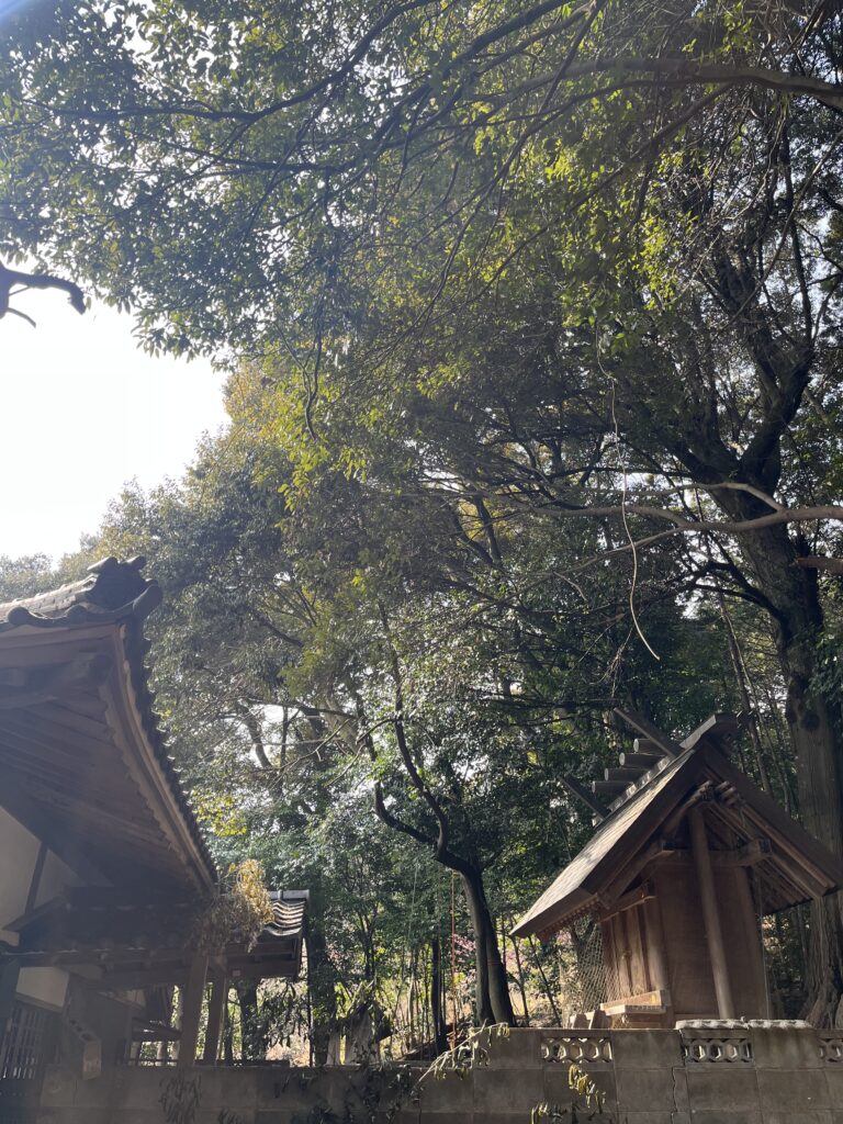 神社の本殿と拝殿に被る枝のみを除去